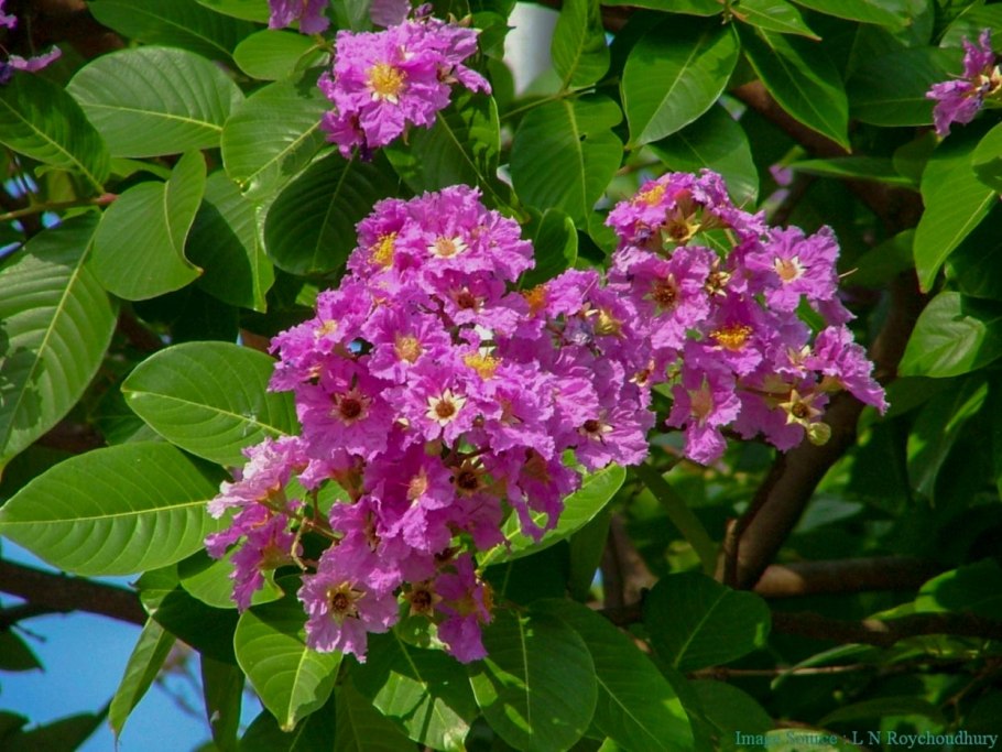 Сирень Лагерстремия