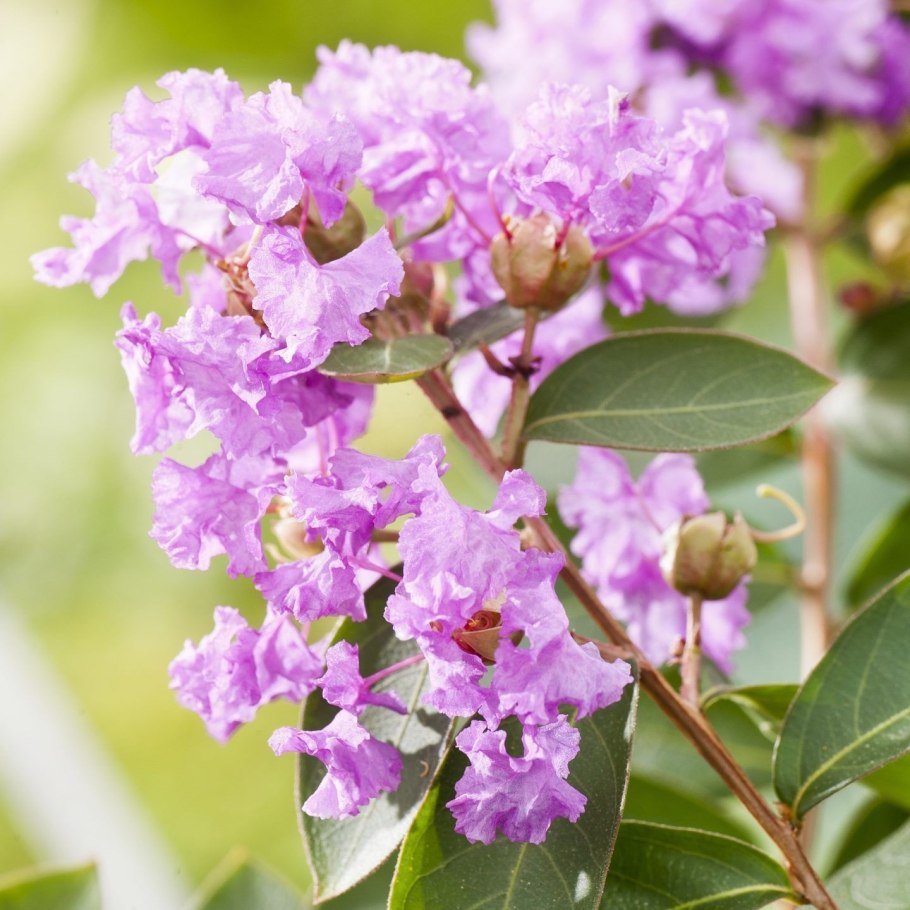 Лагерстремия ампельная