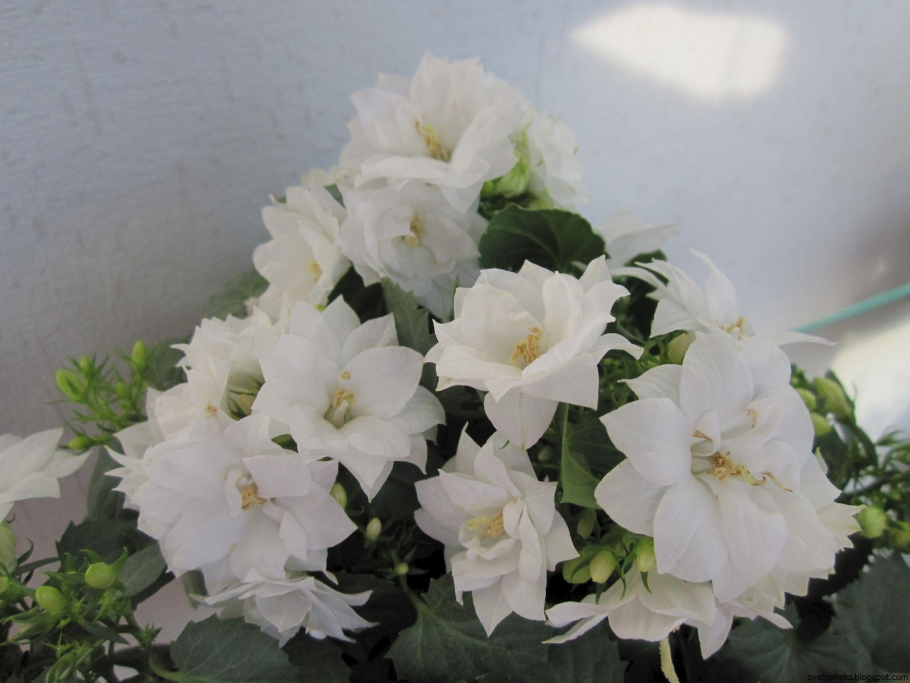 Кампанула Дублин Вайт