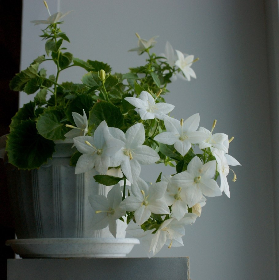 Цветок Кампанула невеста