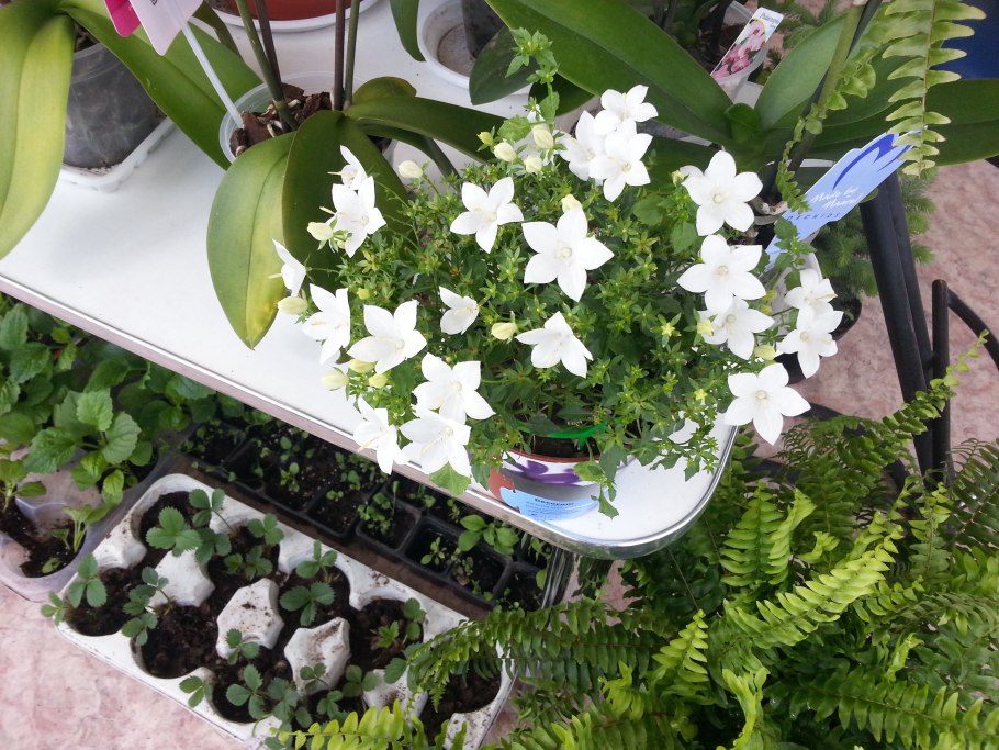 Кампанулы, дипладении