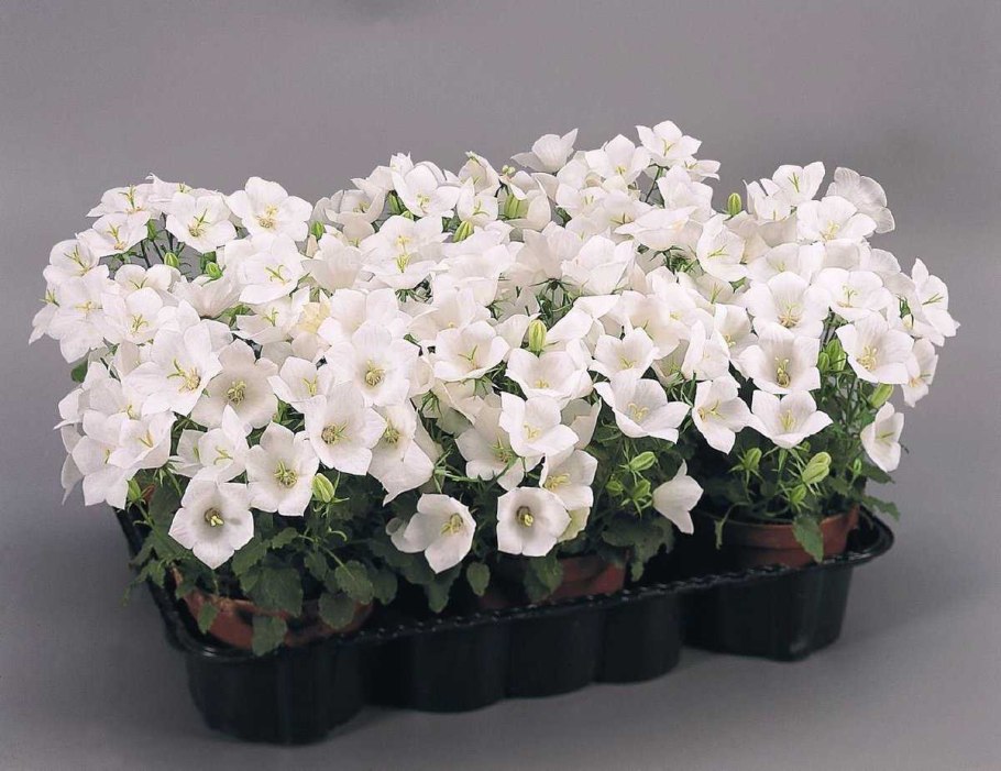 Кампанула невеста Альба