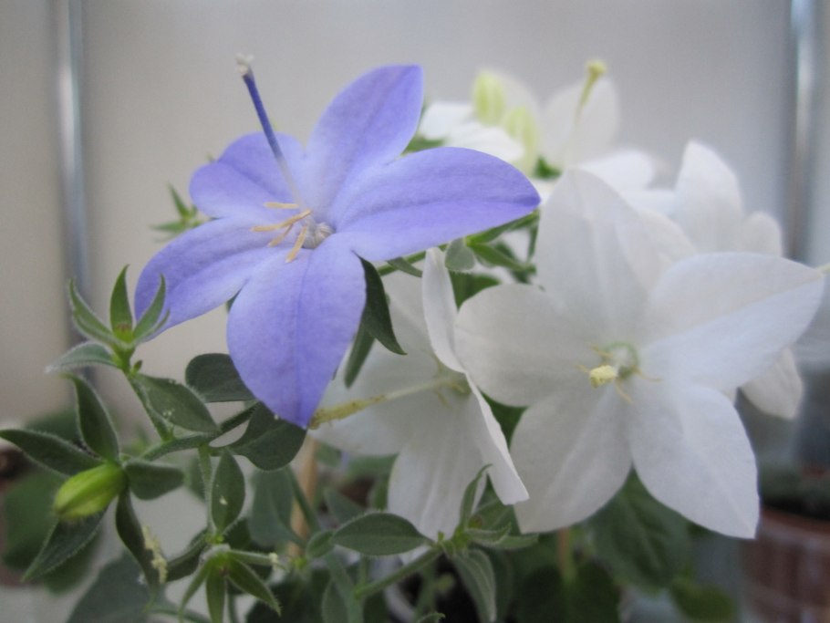 Цветок невеста или Кампанула