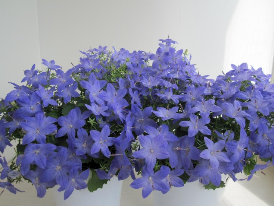 Наполи биколор Кампанула