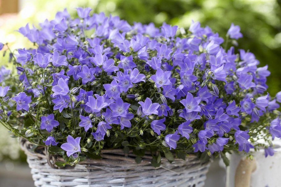 Кампанула Mila Impr