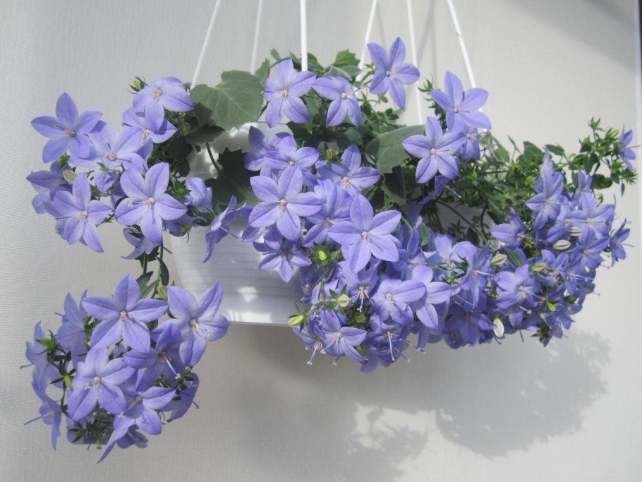 Кампанула Блауранка