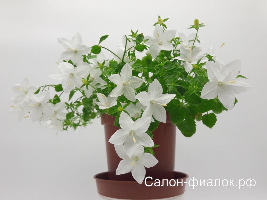 Кампанула невеста Альба