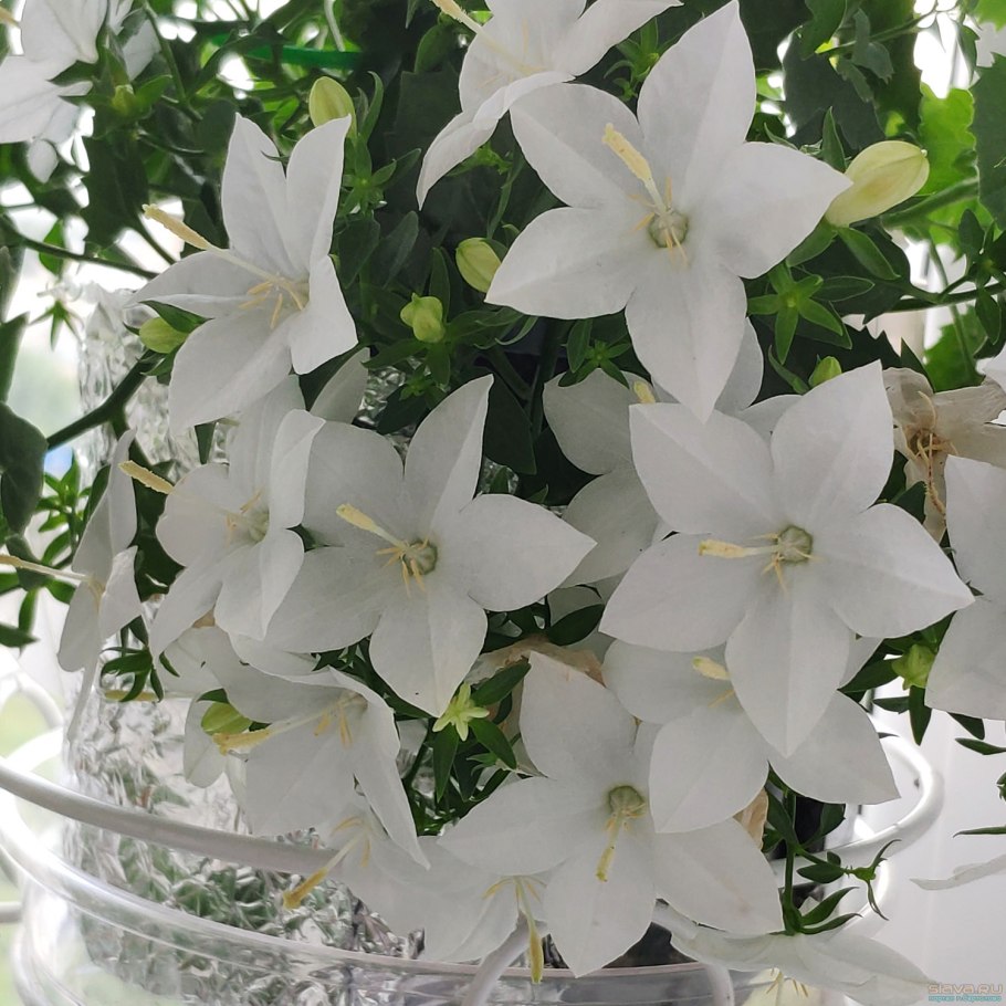 Кампанула невеста Альба