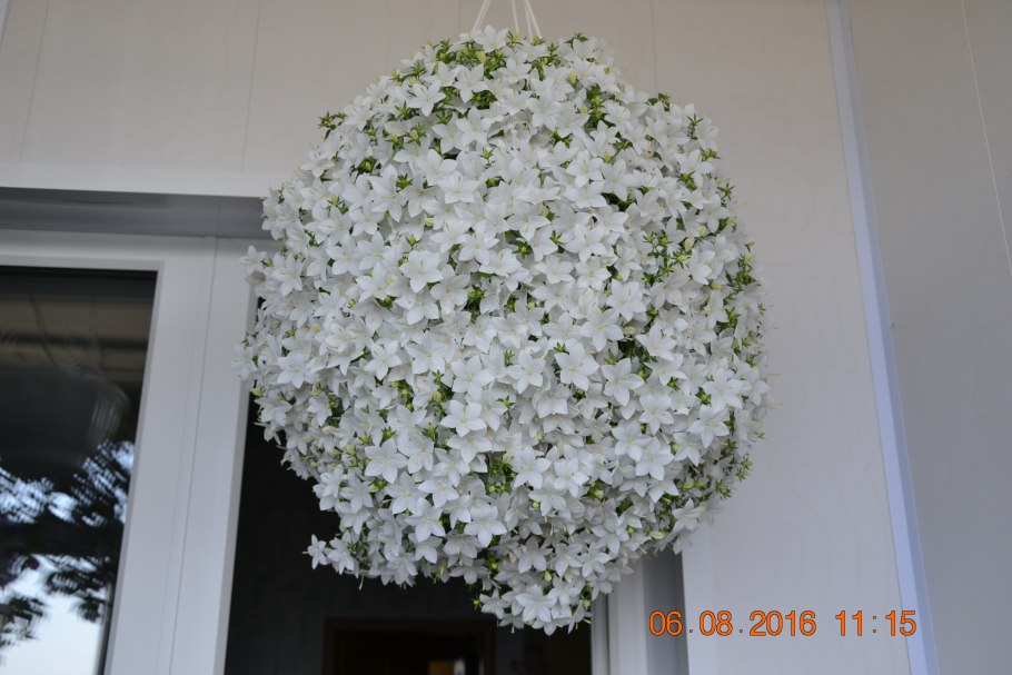 Альба цветок комнатный