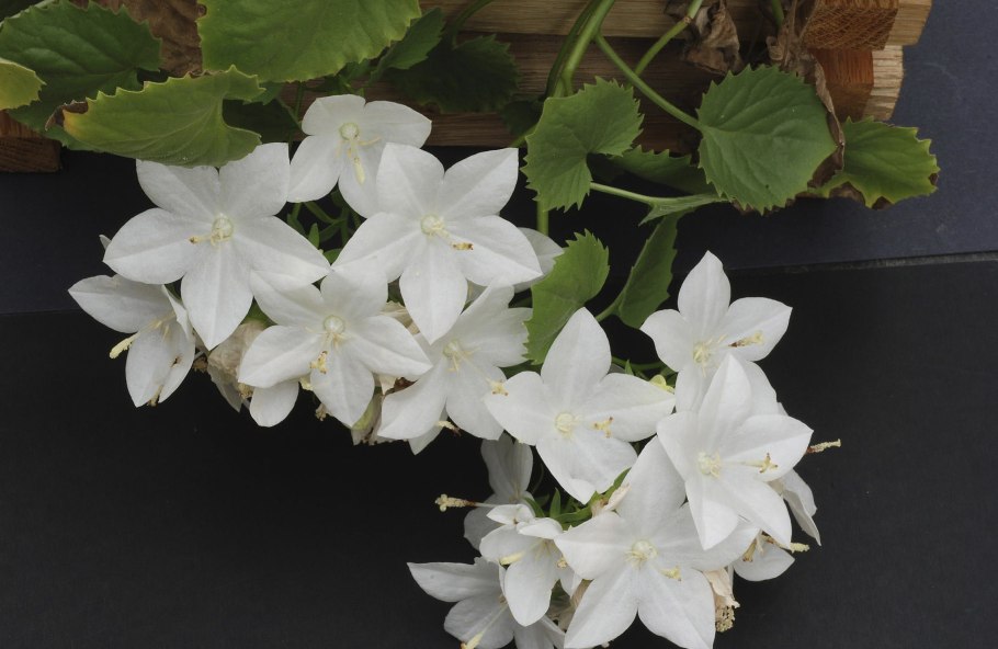 Кампанула белая