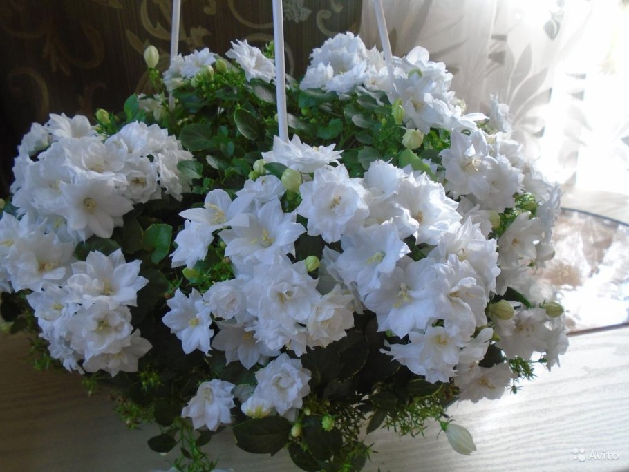 Кампанула Блауранка