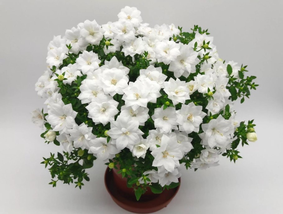 Кампанула Дублин биколор