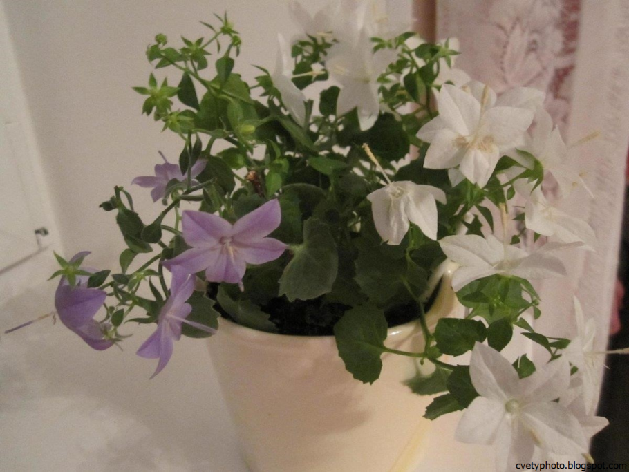 Кампанула махровая белая