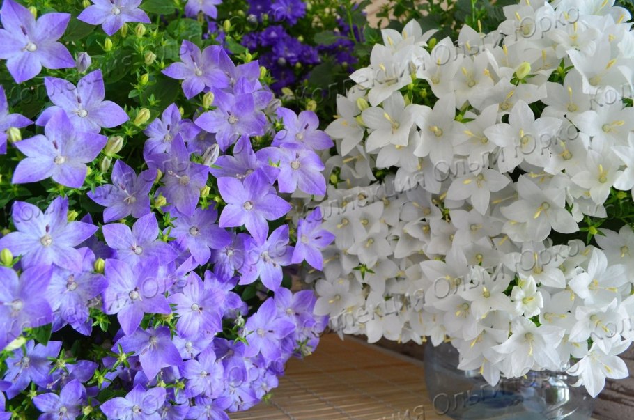 Кампанула махровая синяя