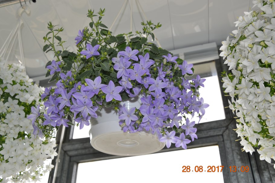 Кампанула почарскиана