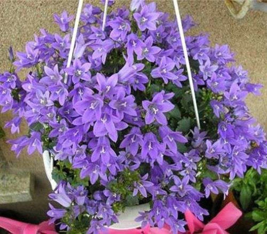 Жених Майя Кампанула