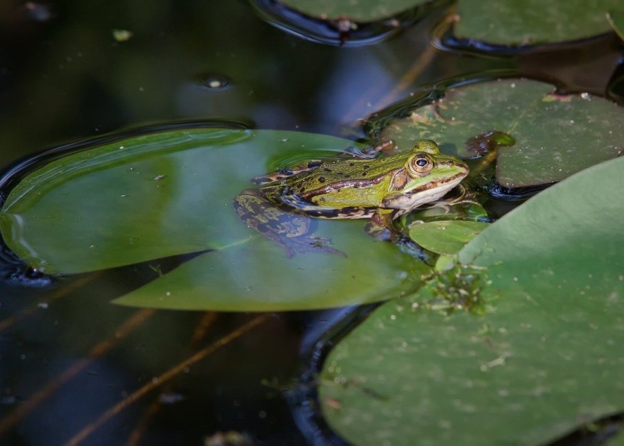 К теплокровным Озерная лягушка