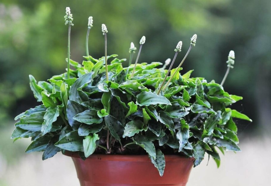 Дримиопсис пятнистый