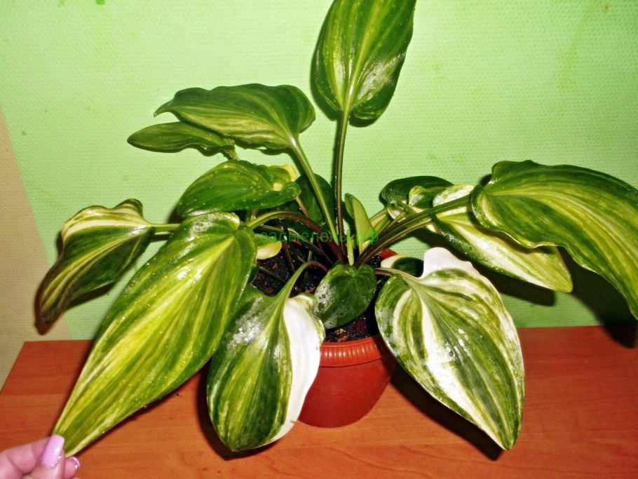 Дримиопсис кирка вариегатный