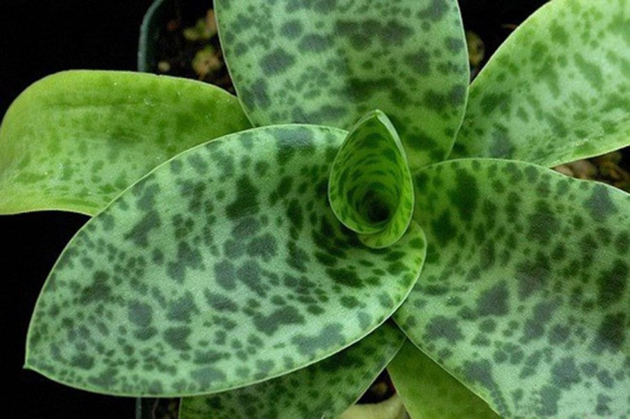 Дримиопсис пятнистый кирка