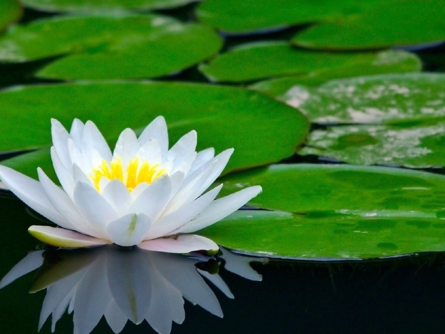 Кувшинка ‘Marliacea albida’