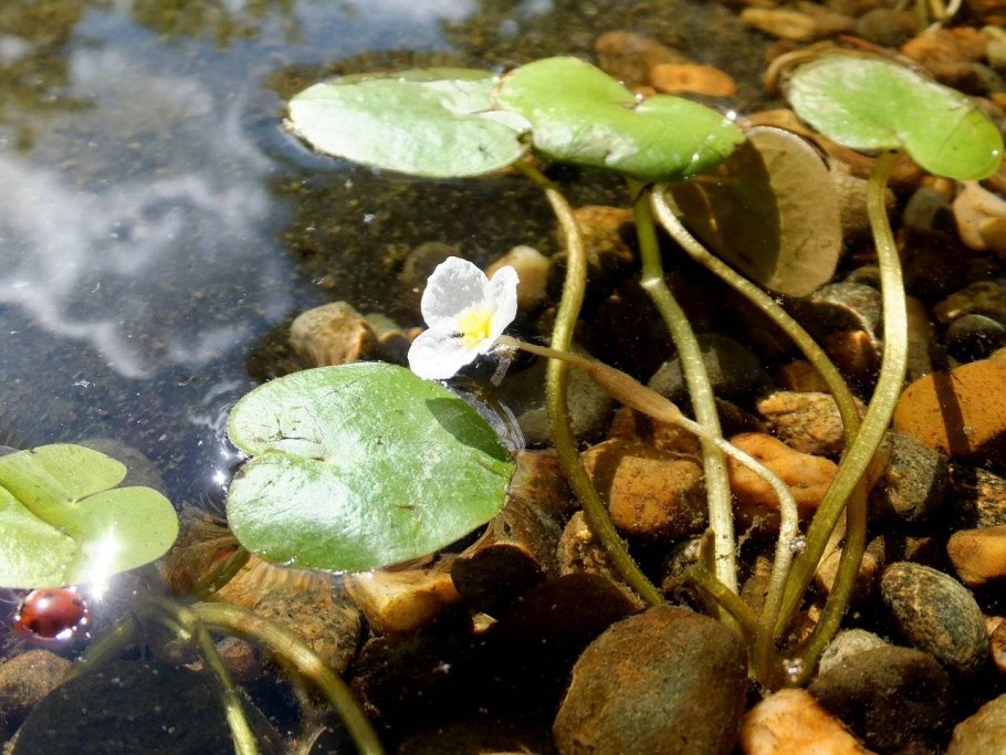 Водокрас Лягушачий