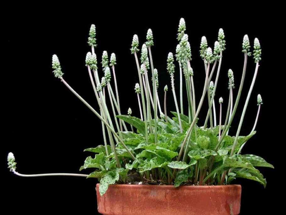 Дримиопсис пятнистый