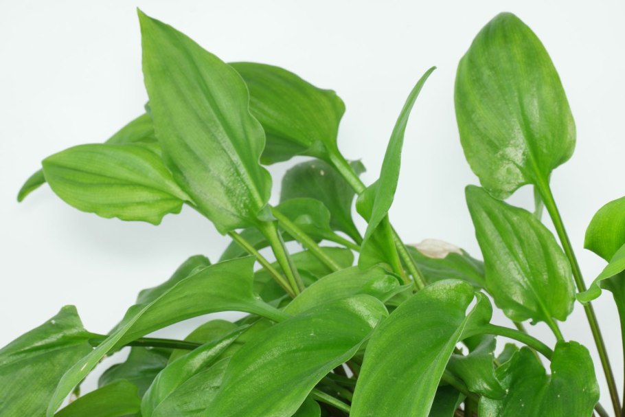 Дримиопсис макулата