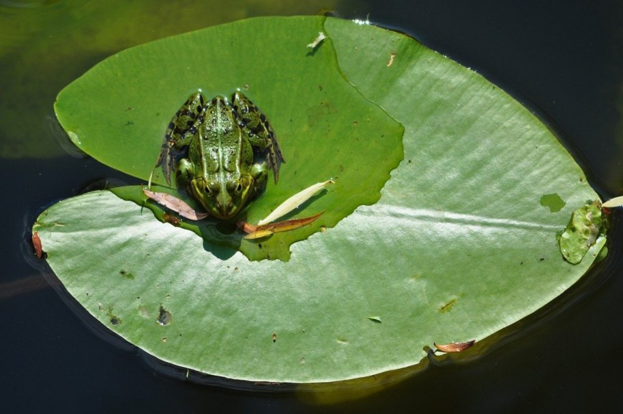 Лягушка на кувшинке