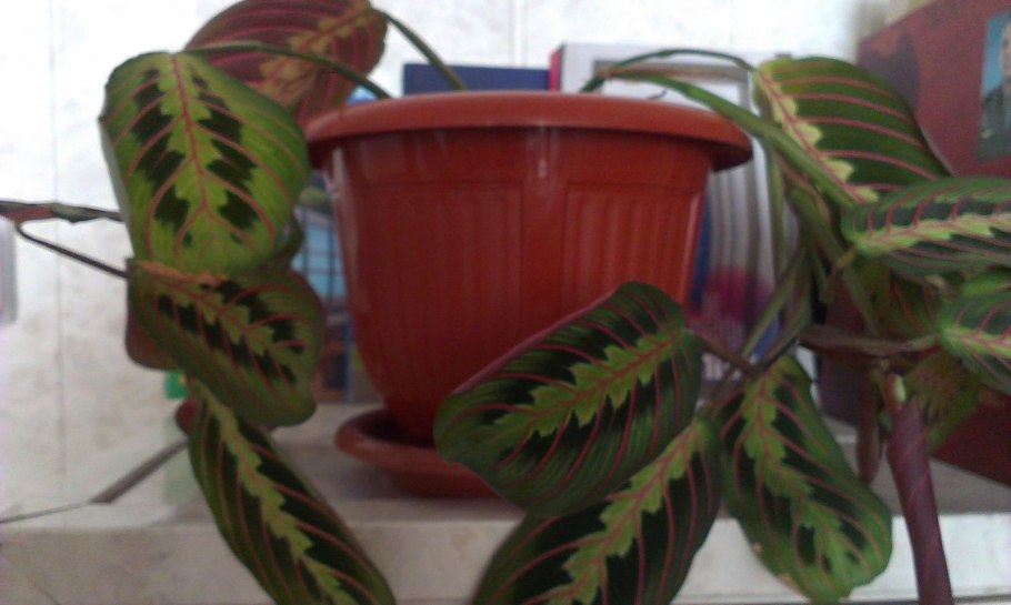 Лягушатник цветок комнатный