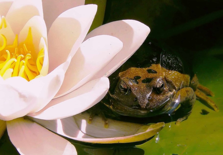 Лягушка на кувшинке