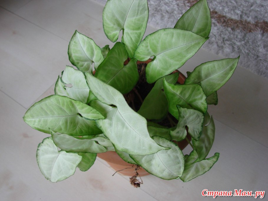Лягушатник растение комнатное