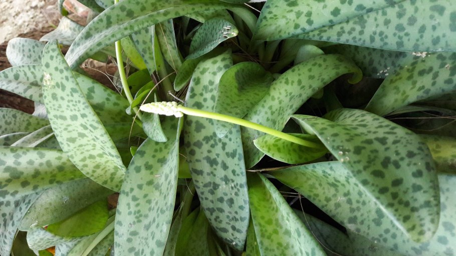 Ледебурия черешковая