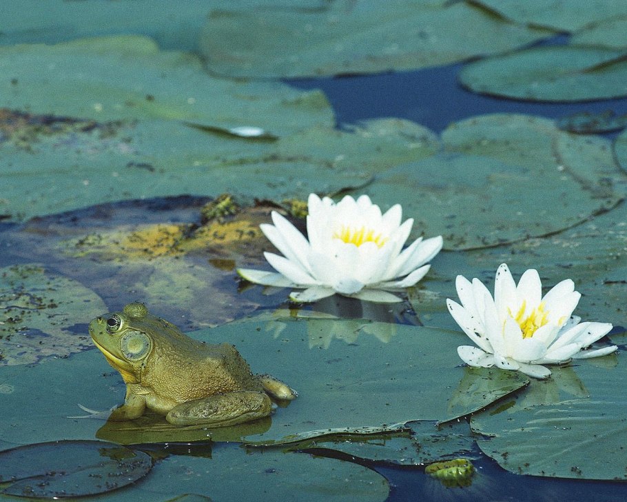 Нимфея Озерная