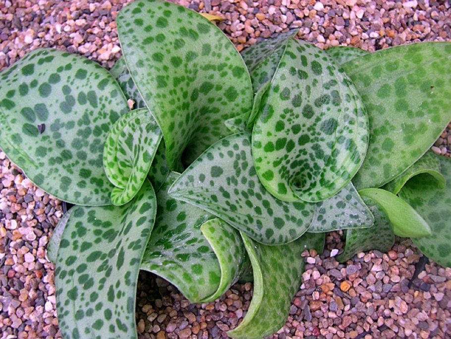 Дримиопсис пятнистый