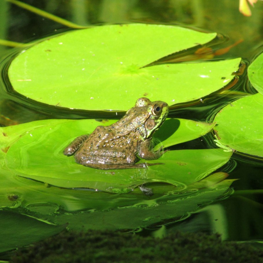 Лягушка Болотная