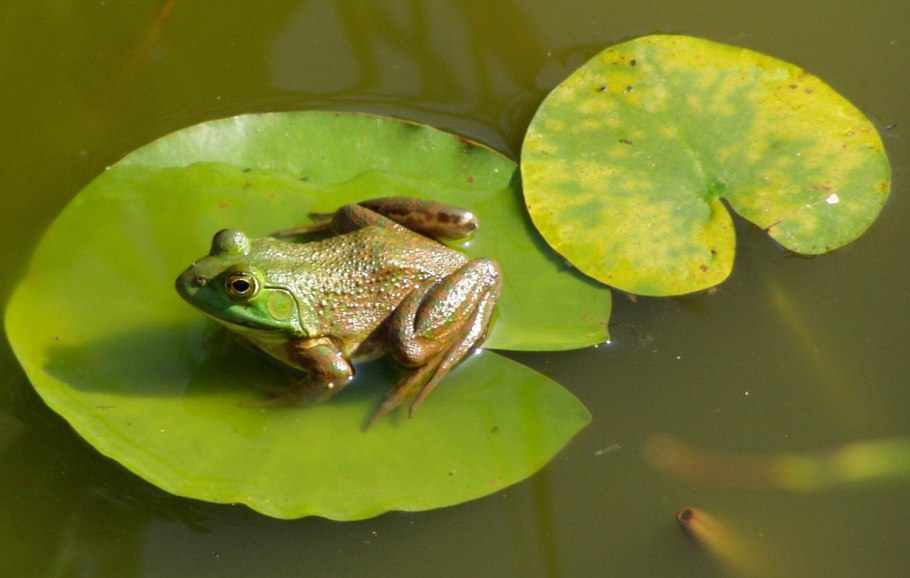 Лягушка кряква