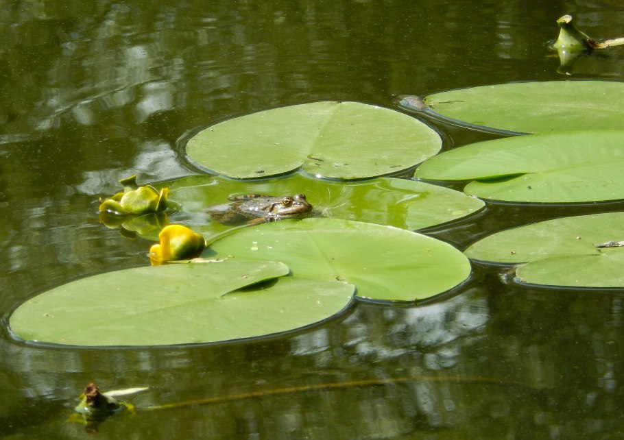 Болото с кувшинками и лягушками