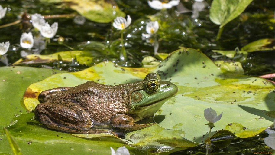 Жаба Гвианский Арлекин