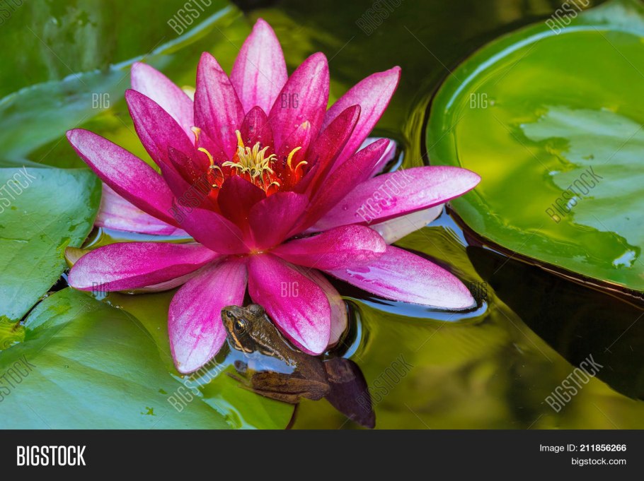 Водокрас обыкновенный