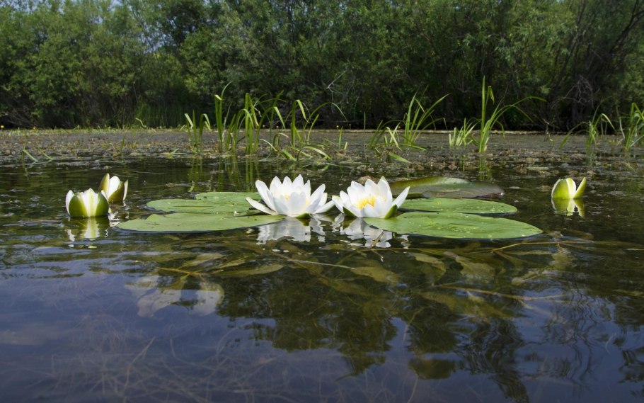 Кубышка Болотная