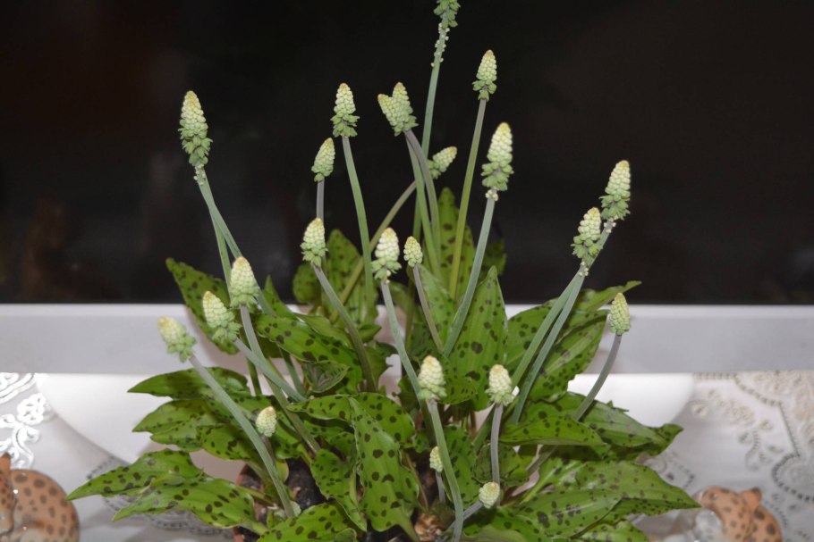 Дримиопсис ледебурия