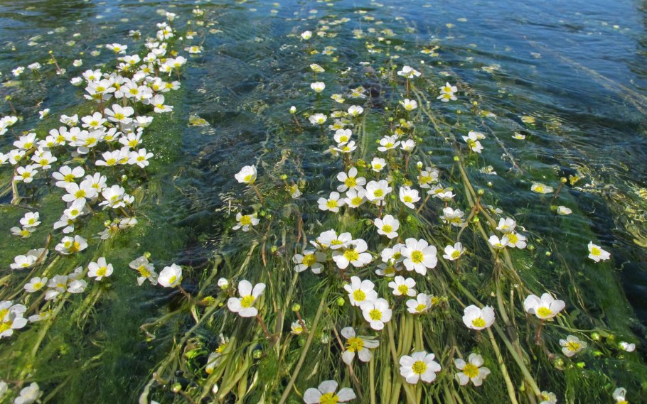 Ranunculus aquatilis