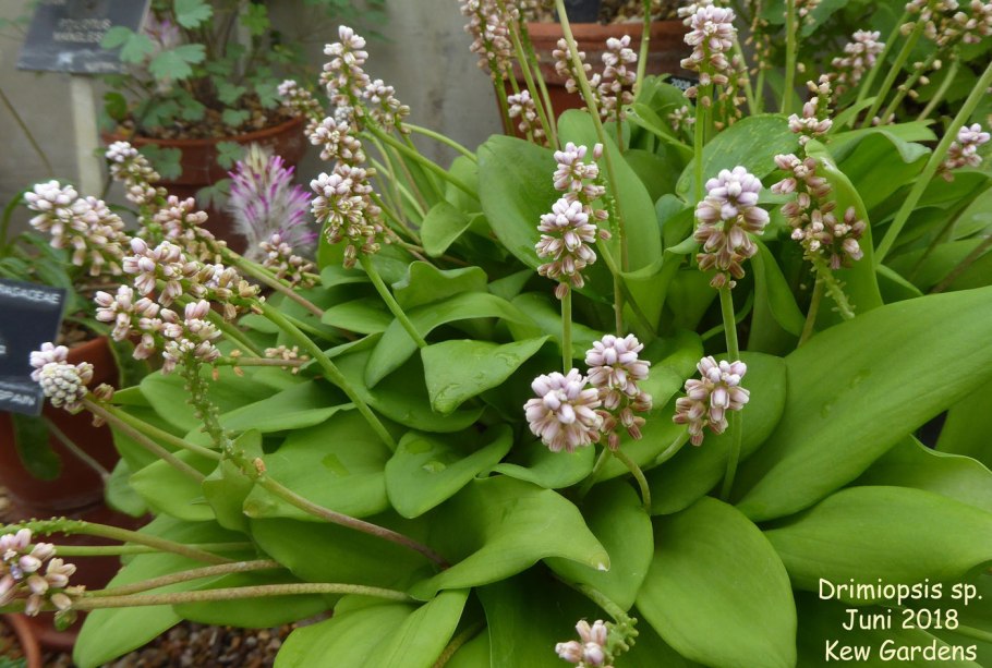 Дримиопсис пятнистый цветет