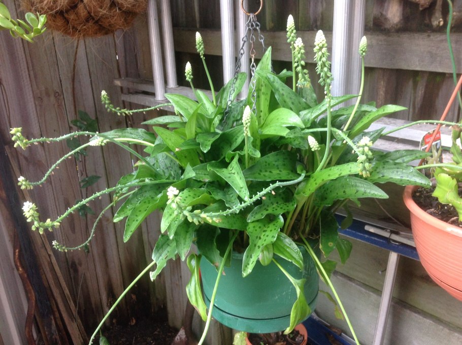 Дримиопсис пятнистый