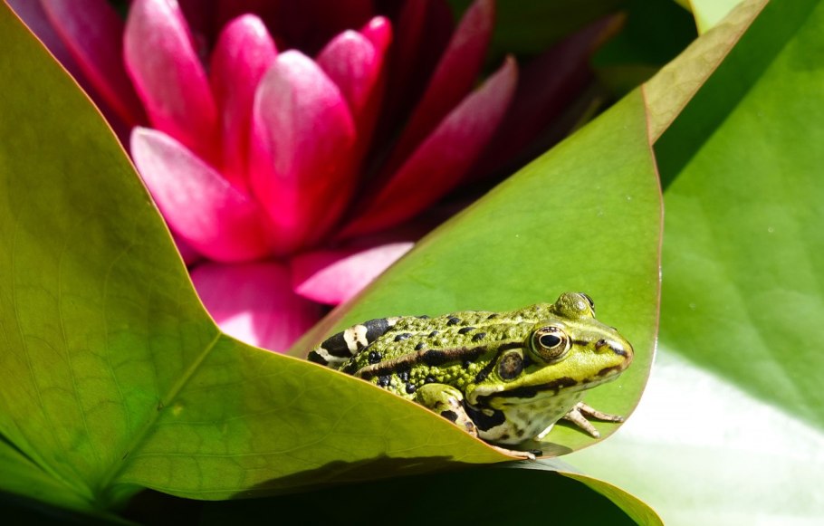 Обои с лягушками