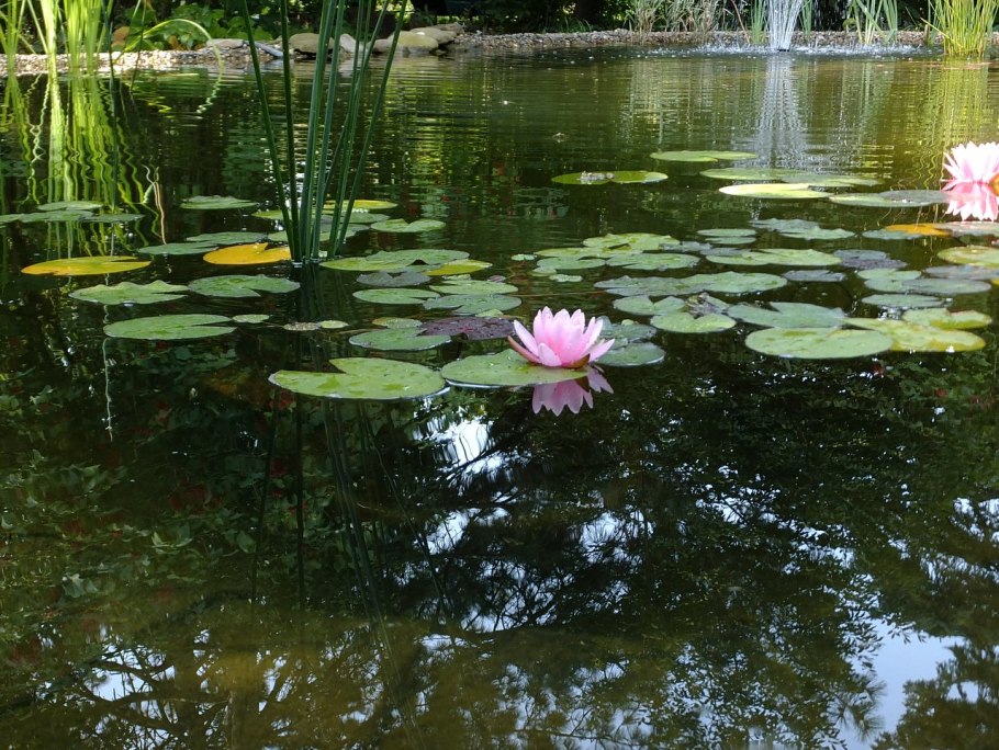 Лотос, рогоз, кувшинка