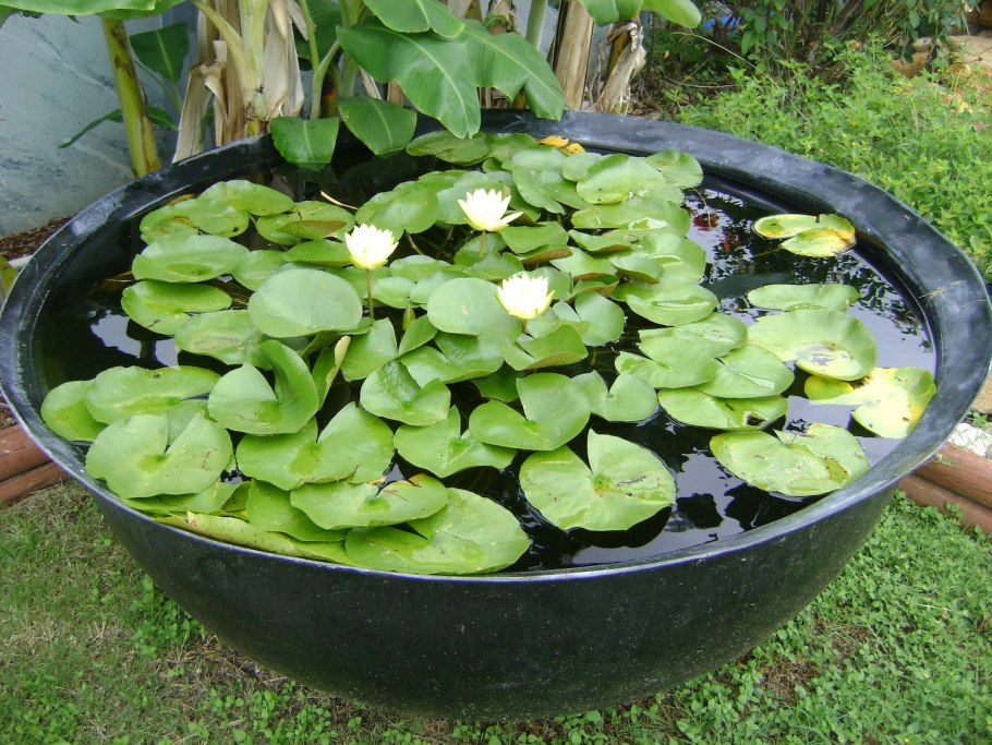 Растения в контейнере у водоема