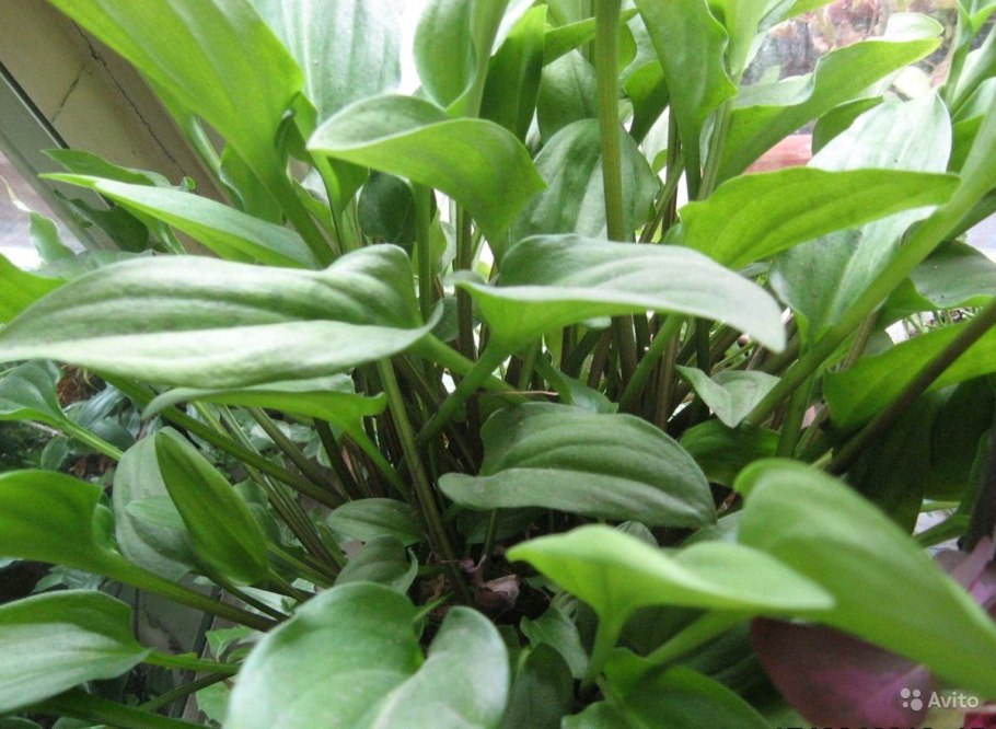 Дримиопсис пятнистый (Drimiopsis maculata)