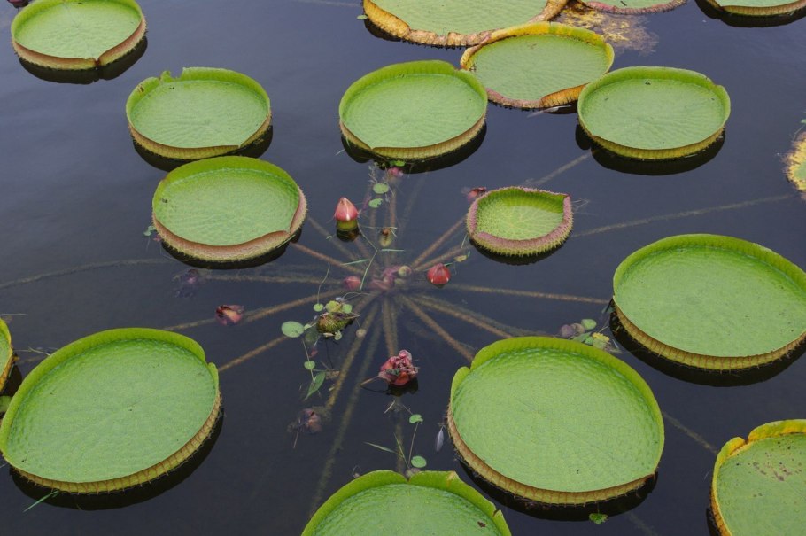 Растение Виктория-круциана